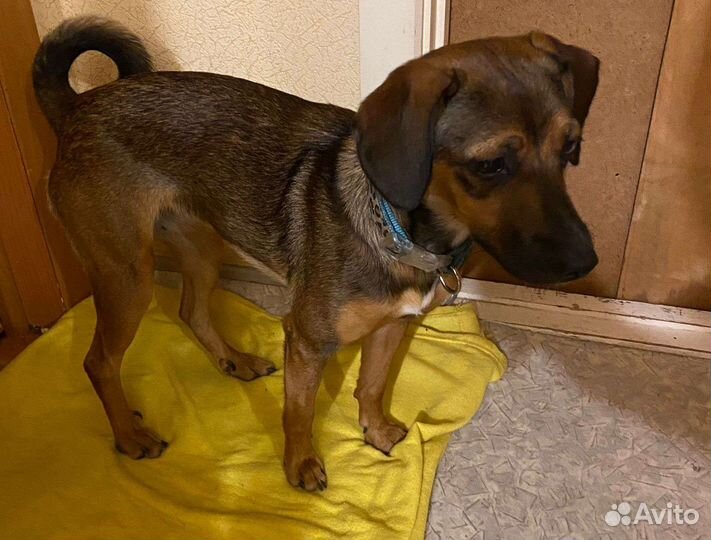 Собака Герда