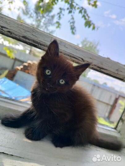 Чёрный котик в дар