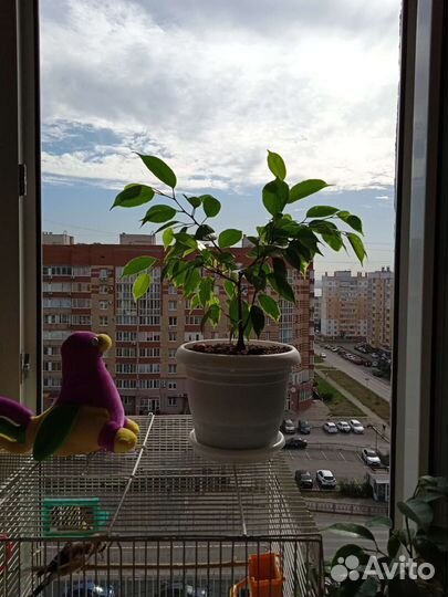 Фикус Бенджамина