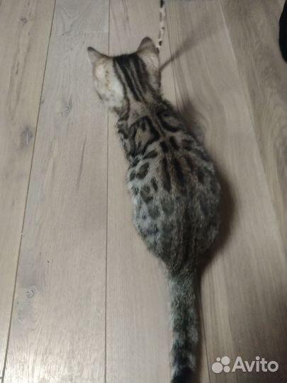 Бенгальский котёнок