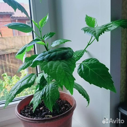 Гибискус(китайская роза)