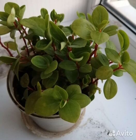 Комнатные растения цветы в ассортименте