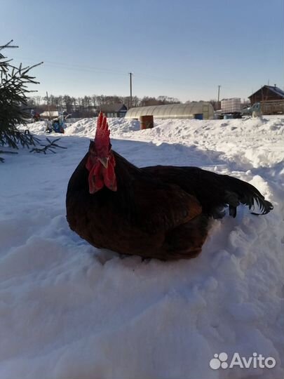 Молодые петухи