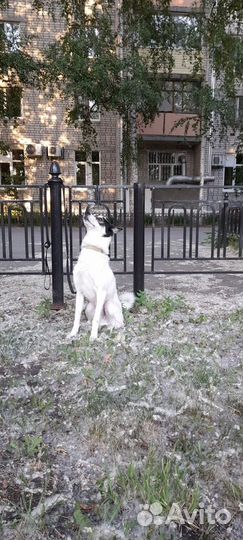 Собака-охраняка