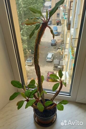 Комнатные растения Эуфорбия Беложильчатый Молочай