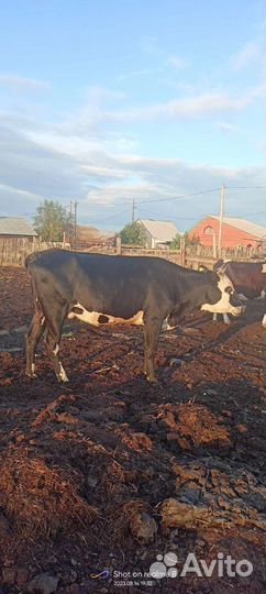 Коровы и телки