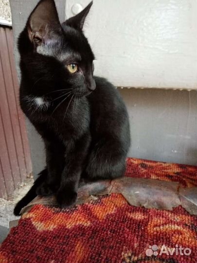 Кошка(3 мес.)