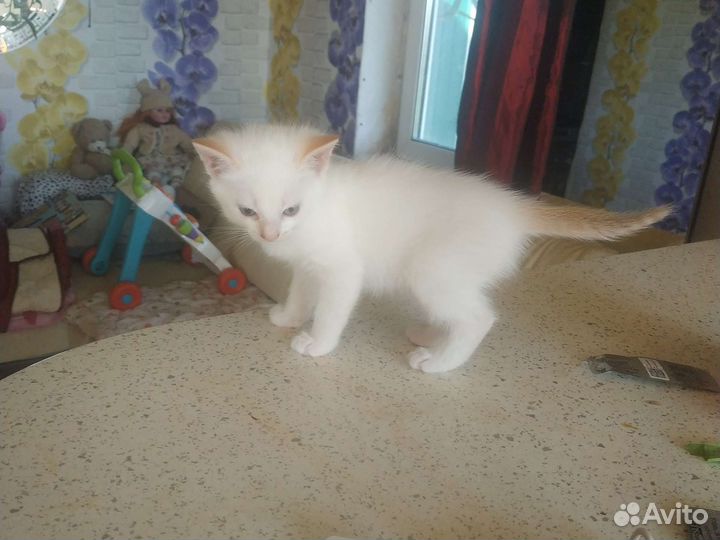 Сиамская кошка