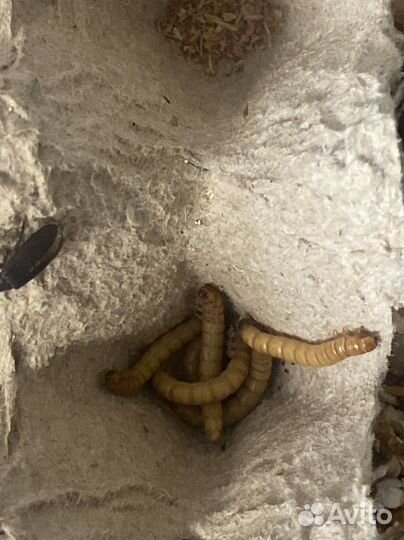 Кормовые насекомые, мраморный таракан