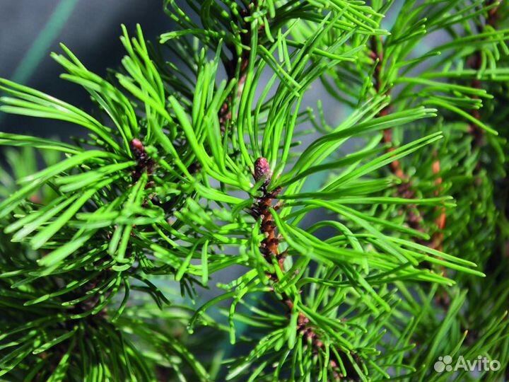 Сосна горная 20-40 см, с5-с10