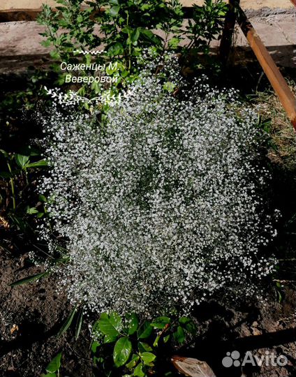 Саженцы многолетние мv+доставка