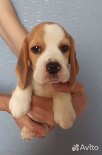 Высокопородные щенки бигль