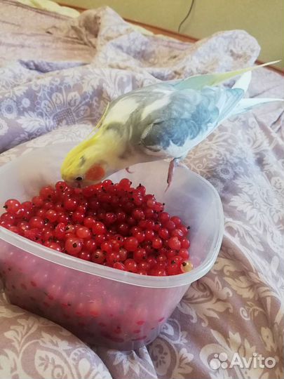 Попугай Корелла мальчик