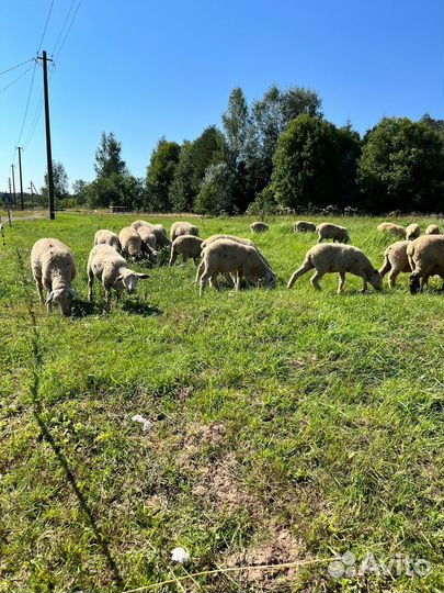 Овцы бараны ягнята