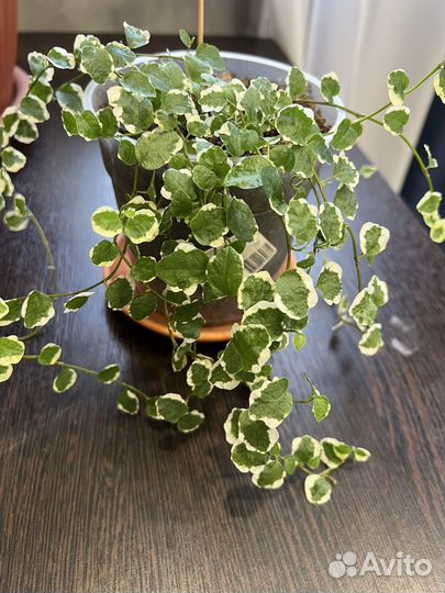 Фикус пумила вайт санни