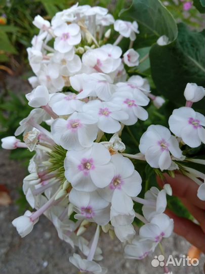 Многолетние цветы