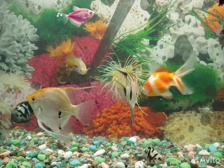 Аквариум с рыбками
