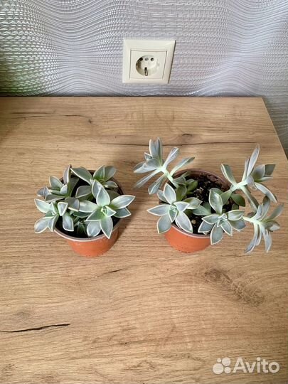 Суккуленты