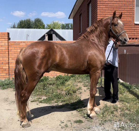 Продается крупный жеребец