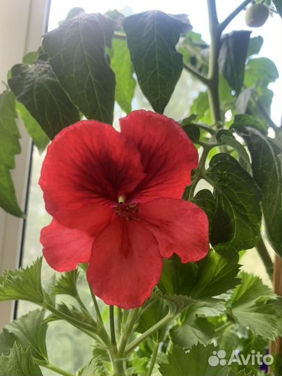 Пеларгония герань