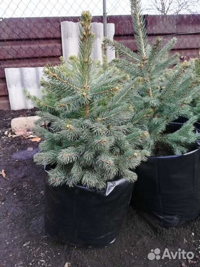 Саженцы ель голубая