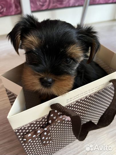 Родились 02.03.2025г щенки йорков(бронируем )