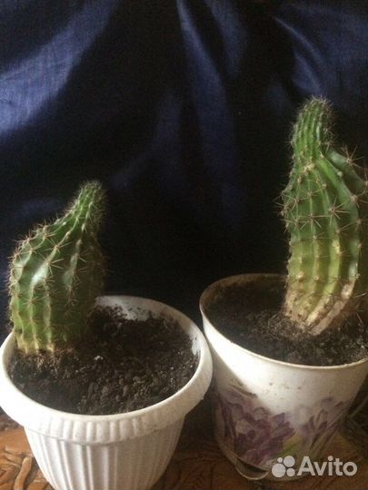 Кактус эхинопсис (цветет лето белыми цветами)