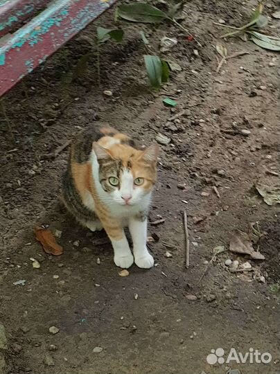 Трехцветная кошечка