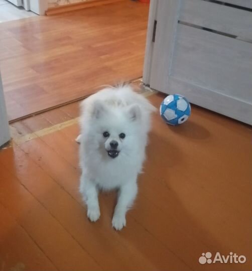 Немецкий шпиц