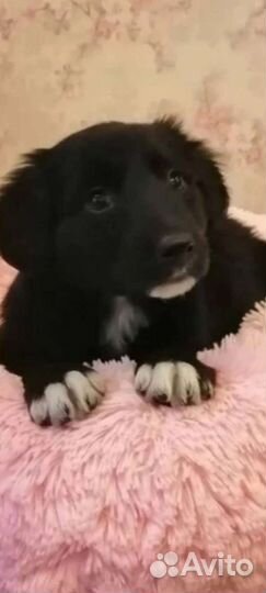 Малышке не повезло