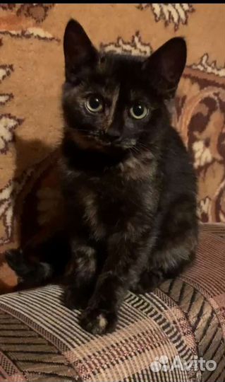 Черепаховый котенок девочка 2,5 мес