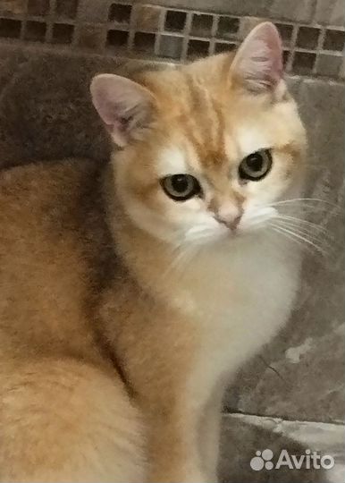 Котята золотая шиншилла