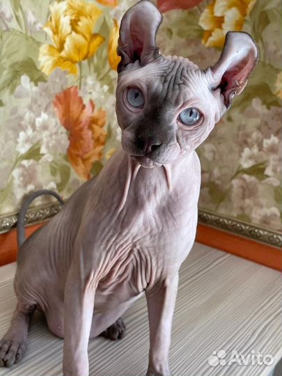 Канадский сфинкс эльф