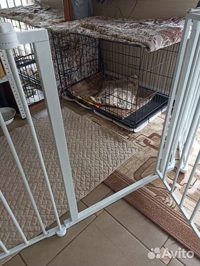 Передержка собак в домашних условиях