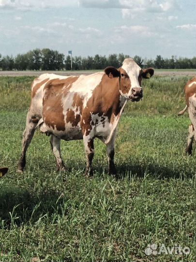 Коровы дойные