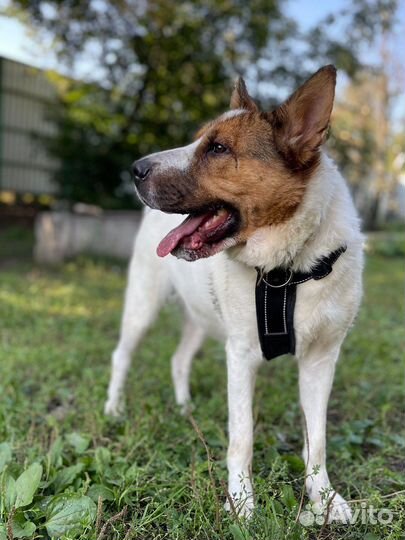 Милейшая собака Милка ждет своего человека