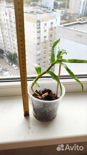 Орхидея дендробиум