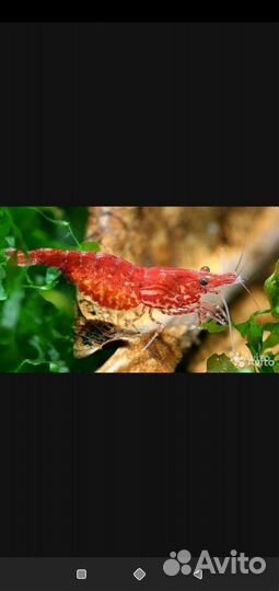 Аквариумные 