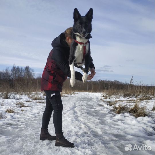 Дрессировка и воспитание собак. Кинолог