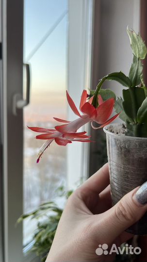 Декабрист шлюмбергера