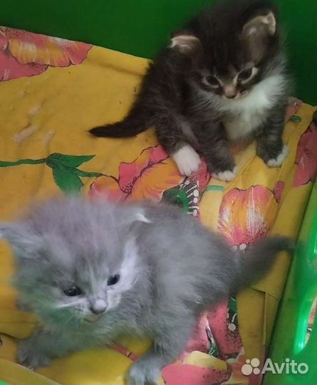 Котята