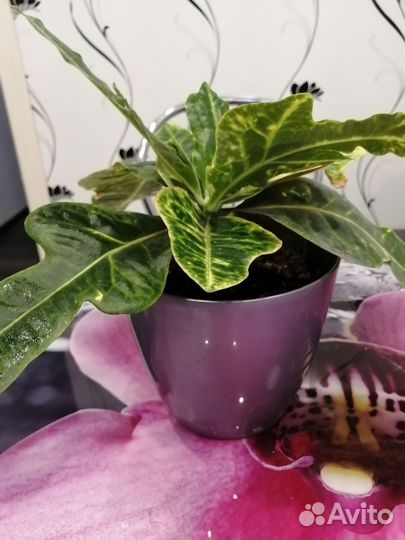 Кодиеум кротон