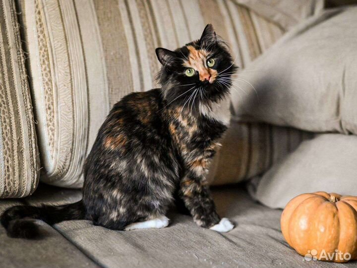 Кошка звезда Тик-Тока в добрые руки