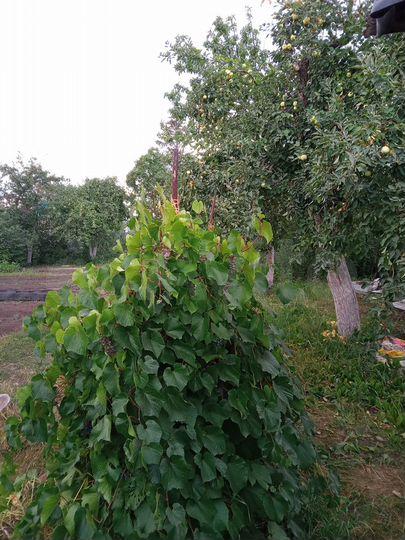 Участок 6 сот. (СНТ, ДНП)