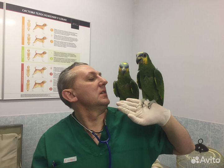 Лечение птиц в Москве и области