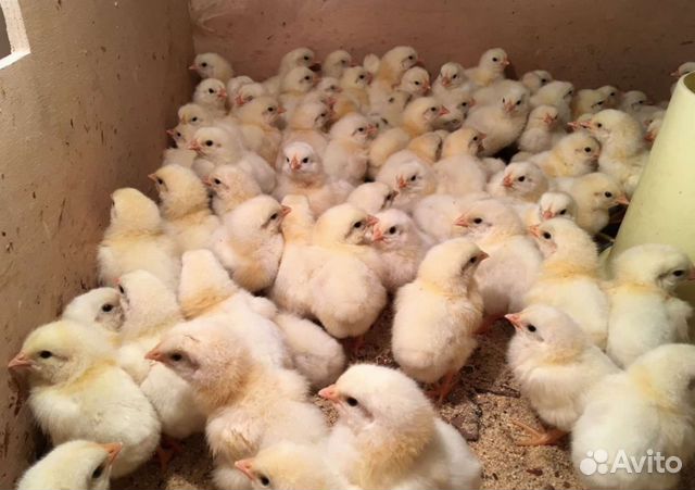 Цыплята бройлеры