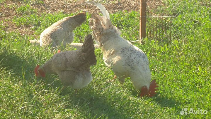 Цыплята породистой несушки