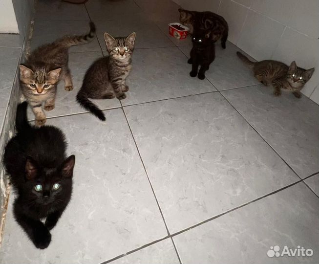 Прекрасные котята в дар