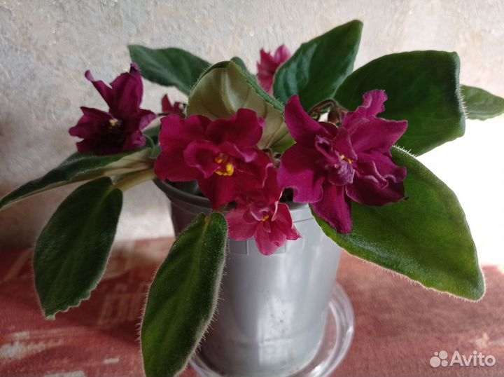 Продаются комнатные растения