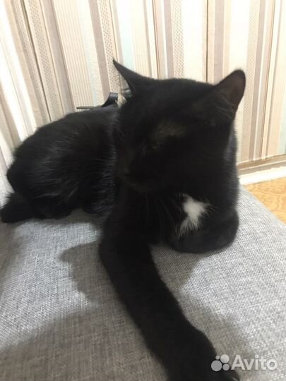 Черная кошка